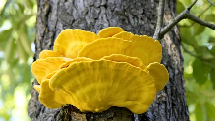 Żółciak siarkowy pojawił się już w lasach 