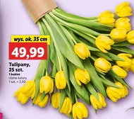 Bukiet tulipanów Tulipany