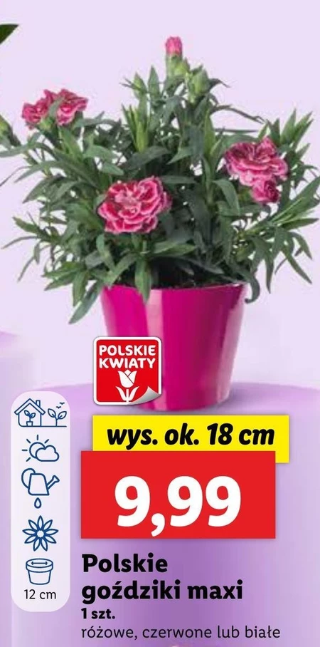 Гвоздика Polskie kwiaty