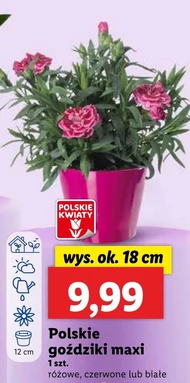 Гвоздика Polskie kwiaty
