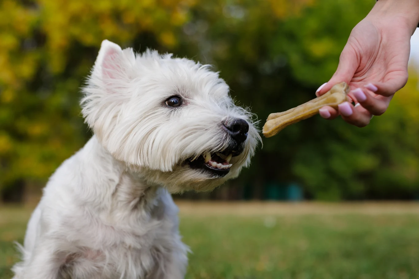 Biały pies rasy west highland white terrier patrzy na kość trzymaną przez ludzką rękę na tle zielonego, rozmytego parku.