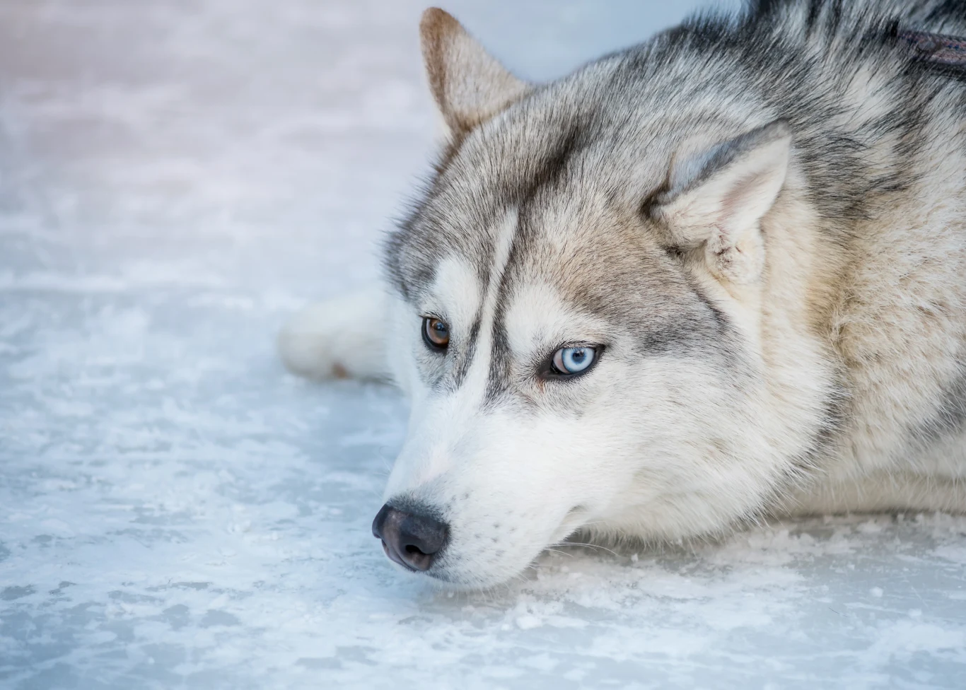 Psy rasy husky są podobne do wilków. Między nimi są jednak kluczowe różnice, m.in. w wysokości Husky o dwukolorowych oczach leży na śniegu, patrząc spokojnie przed siebie, jego futro kontrastuje z zimnym, białym tłem.