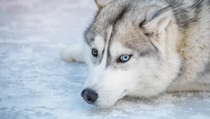 Ostrzegali, że w gminie grasuje wilk. Okazało się, że to pies husky