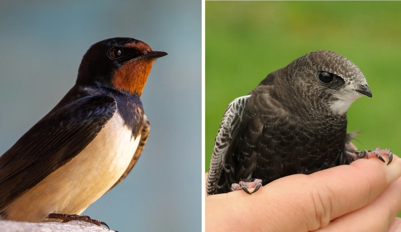 Porównanie upierzenia jaskółki dymówki łac. Hirundo rustica (po lewej) i jerzyka łac. Apus apus (po prawej) /CanvaPro
