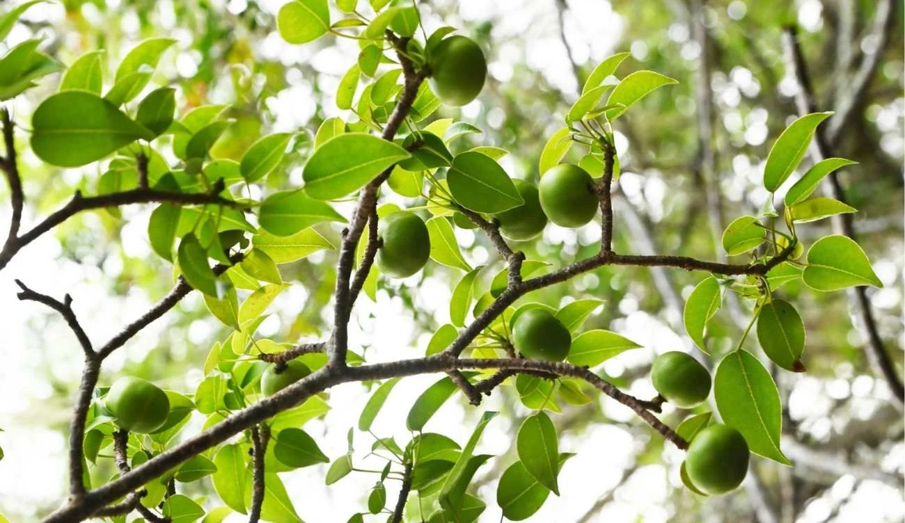 Nietrudno pomylić ten owoc z jabłkiem