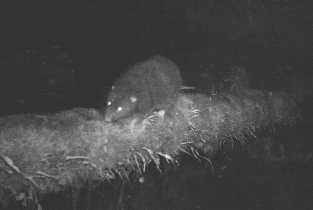 Unikalne zdjęcie wełnistka górskiego w jego naturalnym środowisku Nocne zdjęcie dzikiego zwierzęcia o świecących oczach maszerującego po osłoniętym mchem konarze drzewa, otoczone ciemnością.