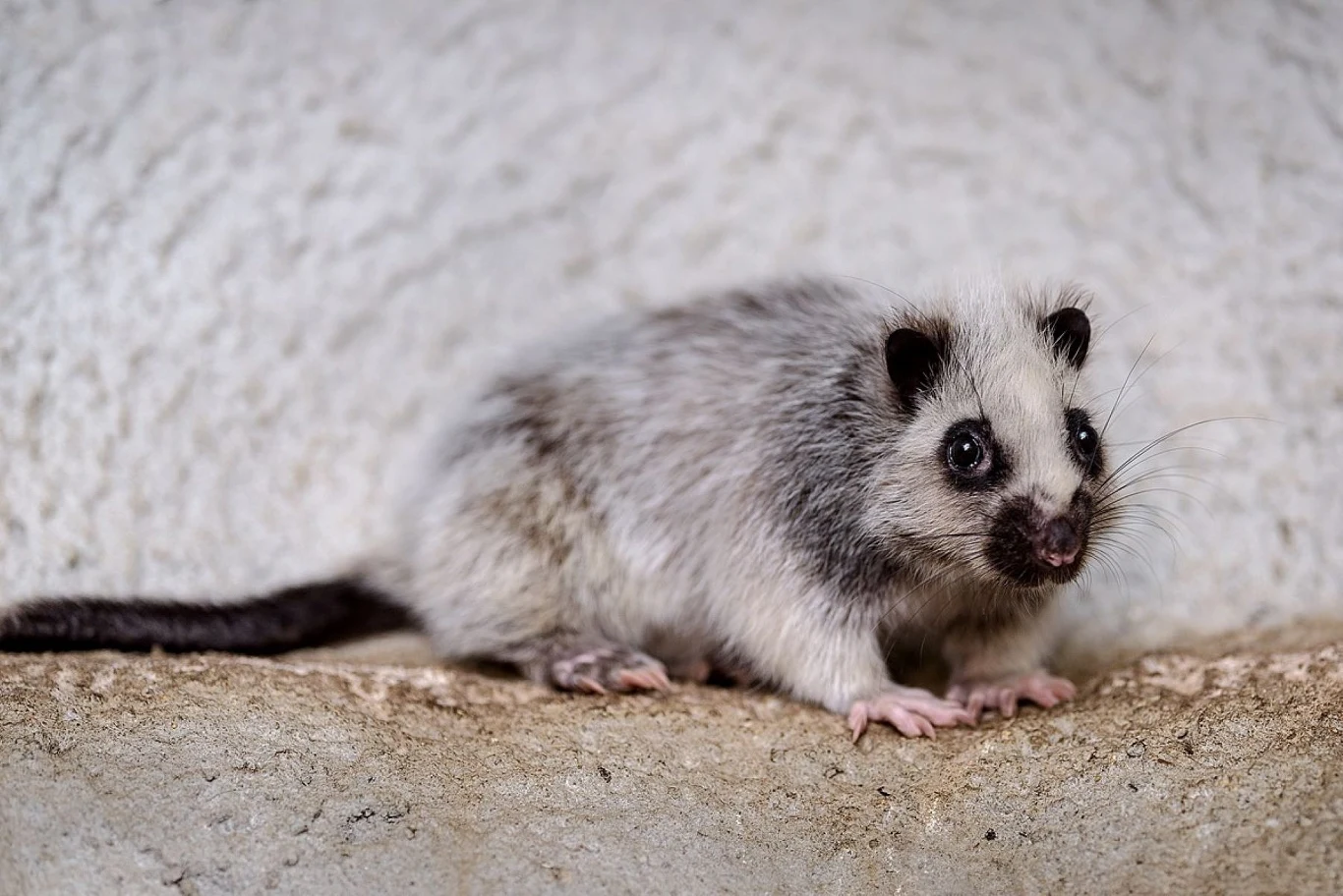 Mały ssak o biało-szarej sierści i czarnej masce wokół oczu, siedzący na kremowym murku na tle jasnej, chropowatej ściany.