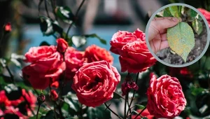 Widzisz takie plamy na liściach róż? Działaj szybko, nim całkiem oklapną