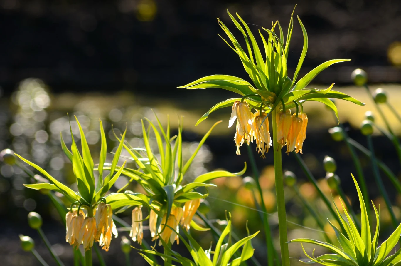Szachownica cesarska