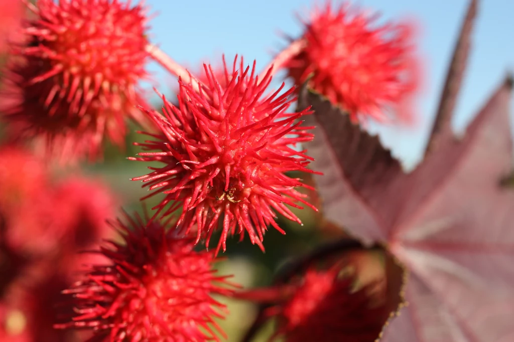 Ricinus communis Ricinus communis