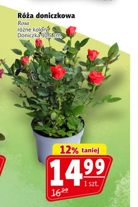 Троянда в горщику Rosa