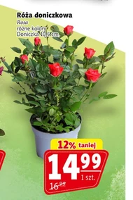 Троянда в горщику Rosa