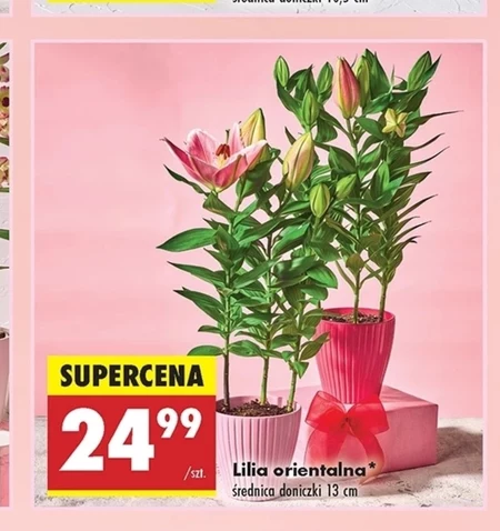 Lilia