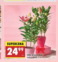 Lilia