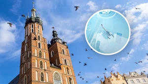 Nietypowy turysta w Krakowie. Spacerował po ścianie słynnego zabytku