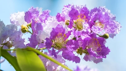 Lagerstroemia jest piękną rośliną, określają jako bez południa