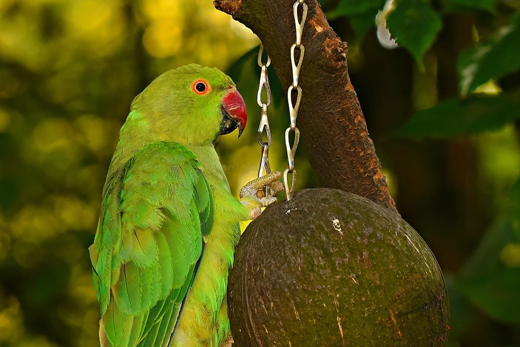 Fot. pixabay.com/ MabelAmber Zielona papużka siedzi na gałęzi drzewa, obok przymocowanej do drzewa połówki kokosa na metalowym łańcuszku, w tle rozmyte liście.