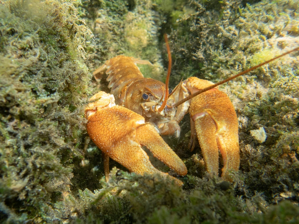 Fot. pexels.com/ Mihailo Jovicevic 