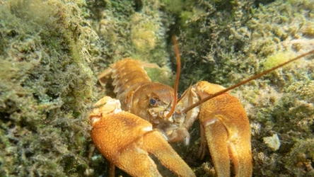 Fot. pexels.com/ Mihailo Jovicevic 