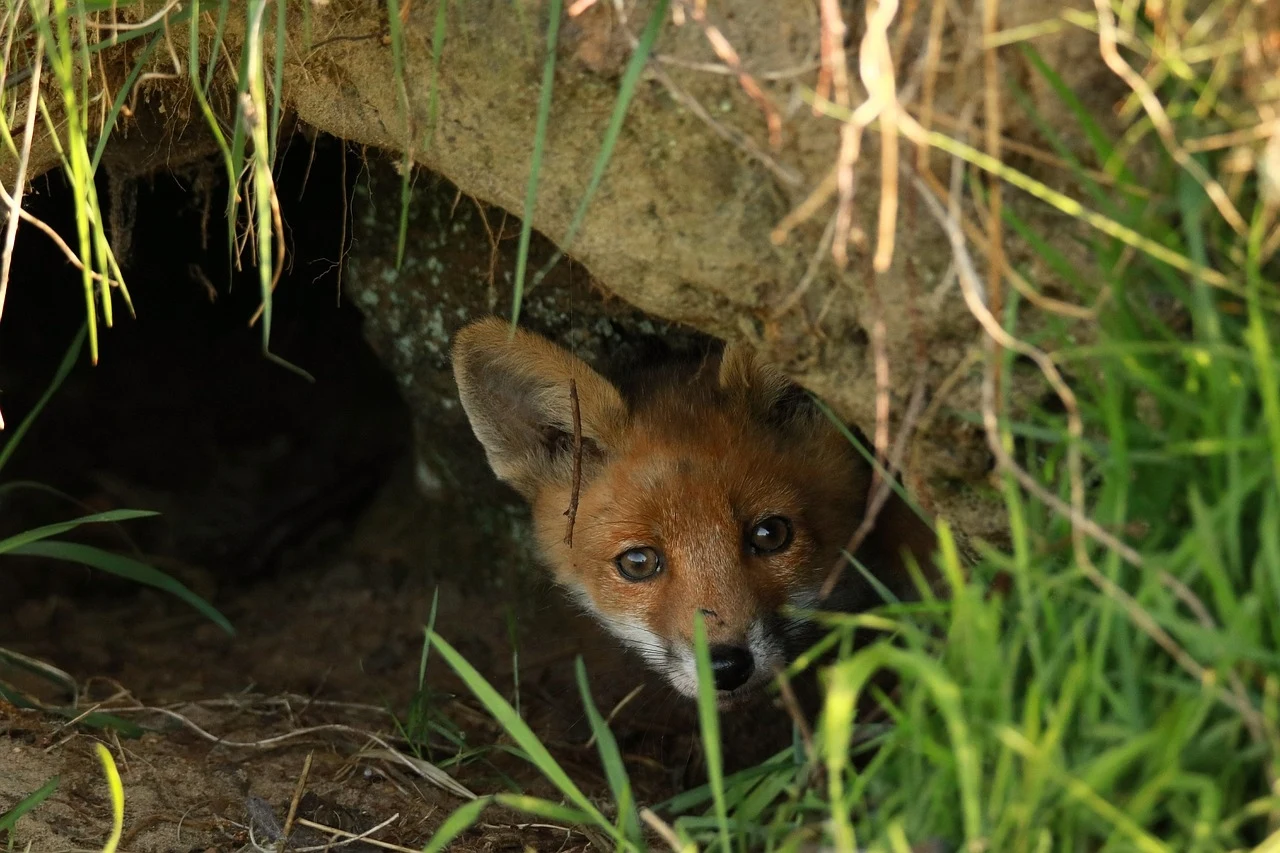 Młody lis wygląda ciekawie z nory otoczonej zielonymi źdźbłami trawy, jego pyszczek o dużych, wyrazistych oczach jest głównym punktem zdjęcia.