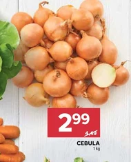 Цибуля