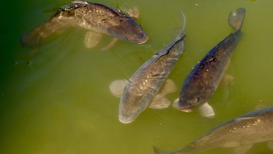 Kilka karpi pływających w zamulonej wodzie, ich łuski i płetwy dobrze widoczne pod powierzchnią, w tle woda o zielonkawym odcieniu.
