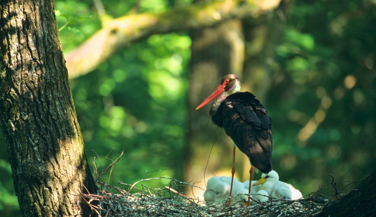 Czarne bociany z Bolewic zaskoczyły gromadką piskląt Czarne bociany z Bolewic zaskoczyły gromadką piskląt