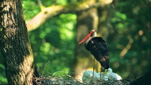 Bociany czarne witają na świecie potomstwo. Niezwykły cud natury!