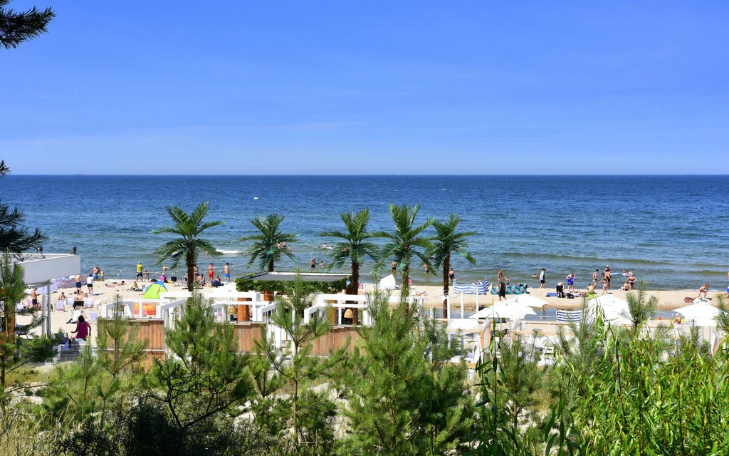 Plaża w Międzyzdrojach Piaszczysta plaża nad morzem z rzędem sztucznych palm, ludzie wypoczywający na leżakach oraz kąpiący się w wodzie, błękitne niebo bez chmur, zieleń w pierwszym planie.
