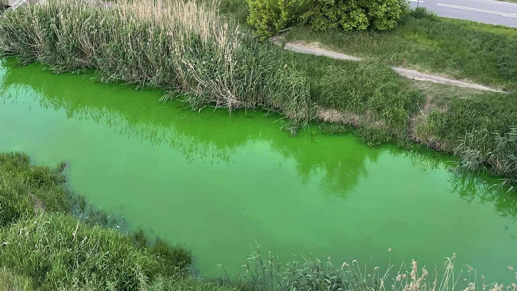 Rzeka Cybina w Poznaniu w czwartek zmieniła kolor. Jest neonowo zielony Rzeka Cybina w Poznaniu w czwartek zmieniła kolor. Jest neonowo zielony