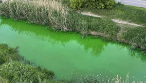 Rzeka w Poznaniu zrobiła się neonowo zielona. Mieszkańcy są zaniepokojeni