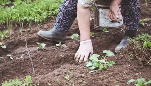 Tylko tak ogórki obrodzą. Jak sadzić ogórki, na jaką głębokość i kiedy?