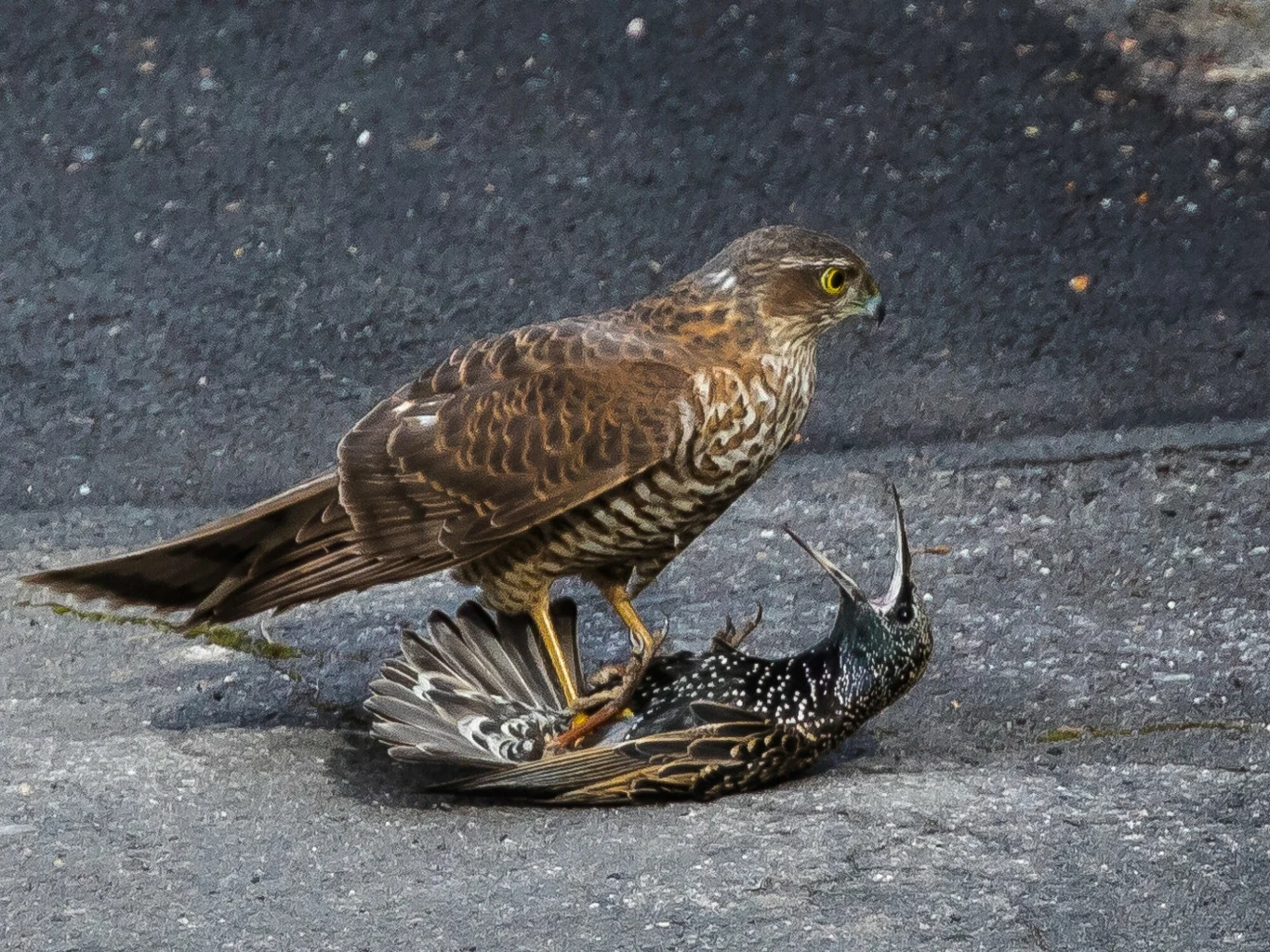 Jastrząb stojący na leżącym szpaku, szpak z rozłożonymi skrzydłami leży na plecach na asfalcie, wyglądając na przestraszonego, dynamiczna akcja w świecie przyrody.