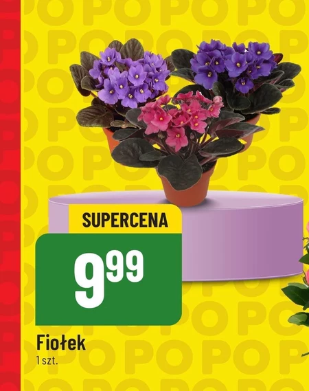 Fiołek