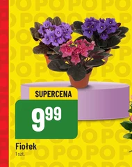 Fiołek
