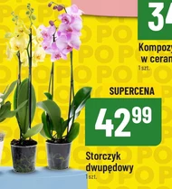 Storczyk S!