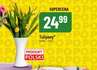 Bukiet tulipanów Tulipany