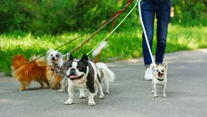 Zakaz wprowadzania psów do parków i na plaże. Reaguje RPO