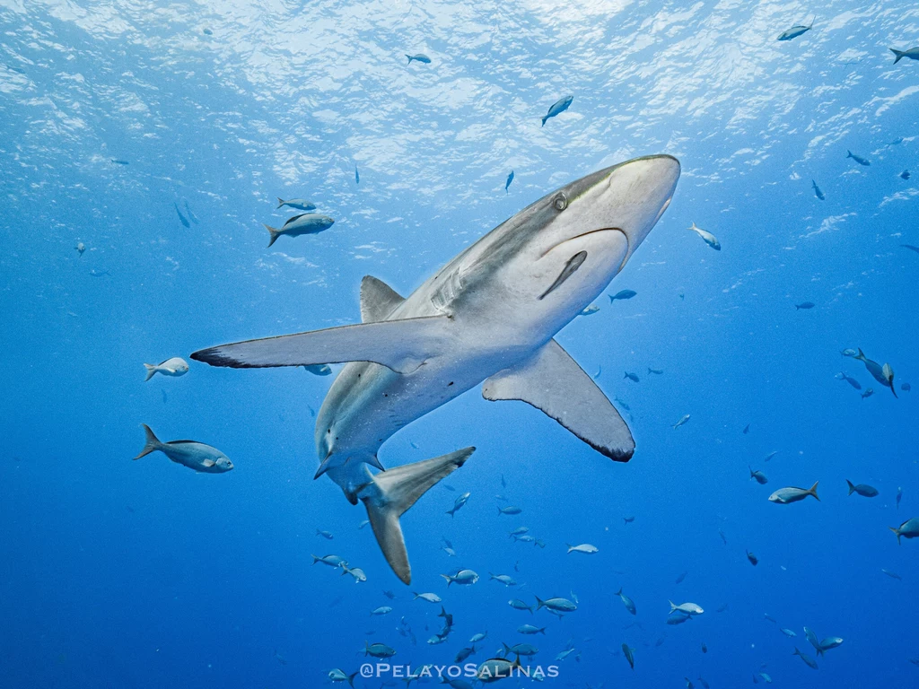 W wodach Hawajów mieszka wiele gatunków rekinów np. żarłacz czarnopłetwy czy żarłacz galapagoski Rekin płynący w błękitnych wodach oceanu, otoczony mniejszymi rybami, światło słoneczne przenika przez powierzchnię wody, nadając scenie dynamiczny charakter.