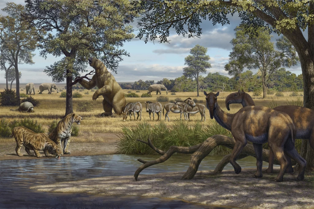 Ogromne leniwce w krajobrazie Ameryki w czasie plejstocenu Prehistoryczny krajobraz sawanny z różnorodnymi wymarłymi zwierzętami, w tym parą tygrysów szablozębnych przy wodopoju, dużymi ssakami stadnymi na tle, wielkim przypominającym leniwca zwierzęciem sięgającym po liście oraz drzewami rozproszonymi na otwa...