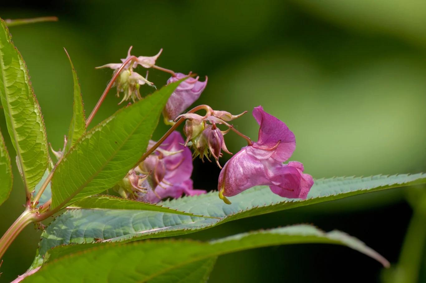 Za rozmnażanie niecierpka gruczołowatego grożą wysokie kary 