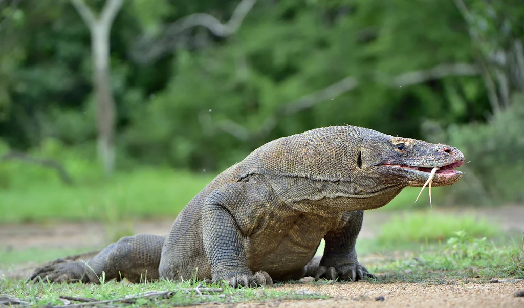 Waran z Komodo Waran z Komodo