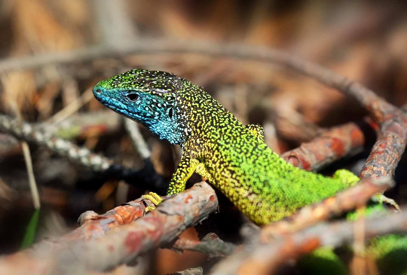 Jaszczurka zielona