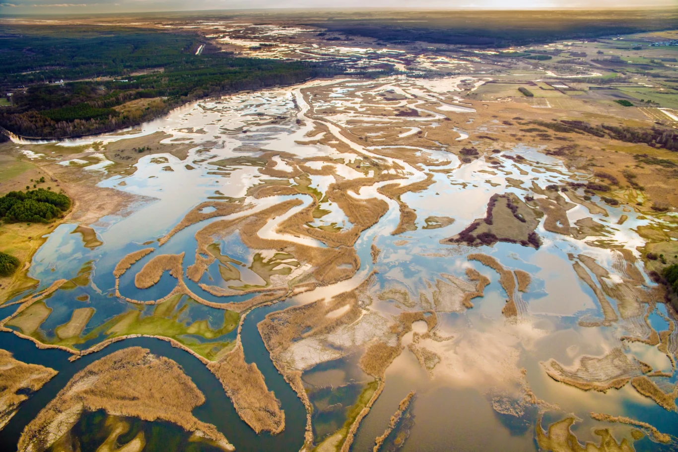 Zakręcające i wijące się koryta rzeki rozlewające się na rozległych terenach podmokłych, miejscami porośniętych trawą oraz z pojedynczymi skupiskami drzew, widok z lotu ptaka na naturalny krajobraz.