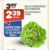 Sałata masłowa