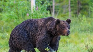 Atak niedźwiedzicy z młodymi na Słowacji. 49-latek w szpitalu