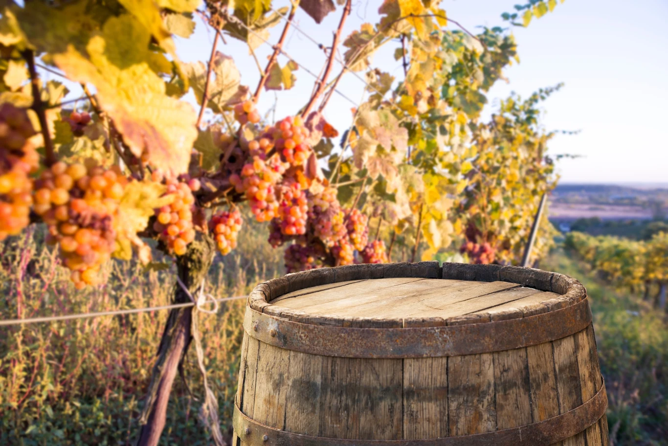 W Polsce rośnie liczba producentów wina W Polsce rośnie liczba producentów wina