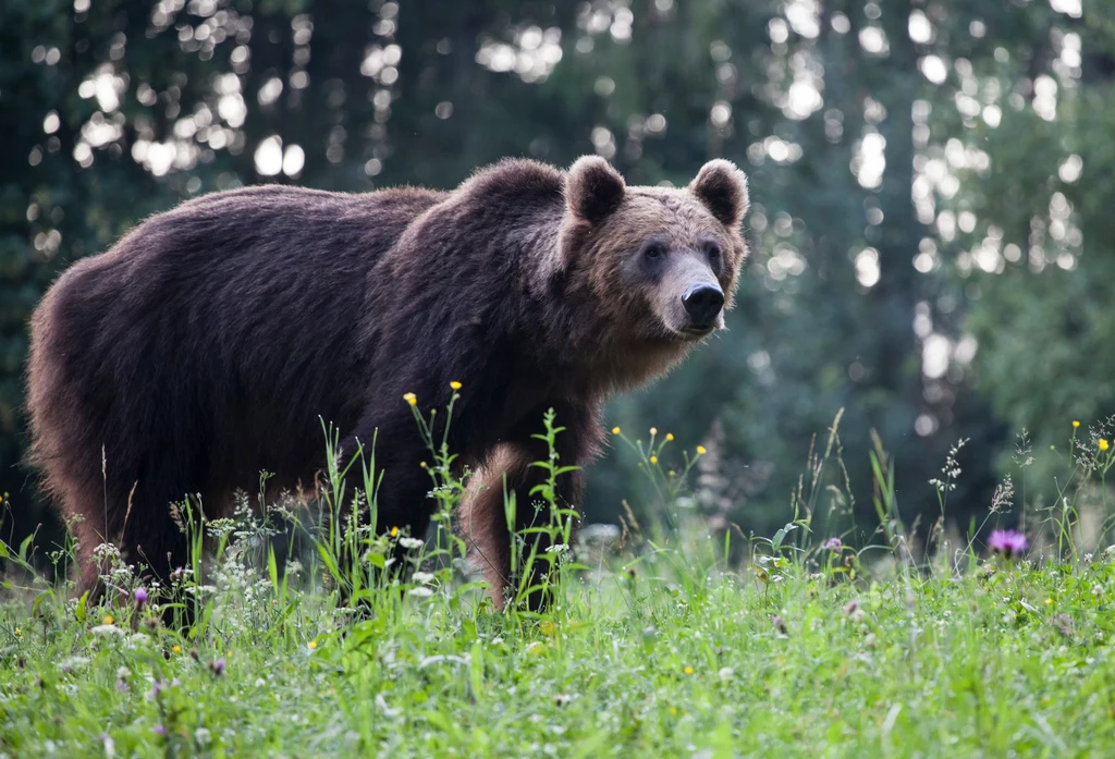 Kolejny atak niedźwiedzia na Słowacji Kolejny atak niedźwiedzia na Słowacji