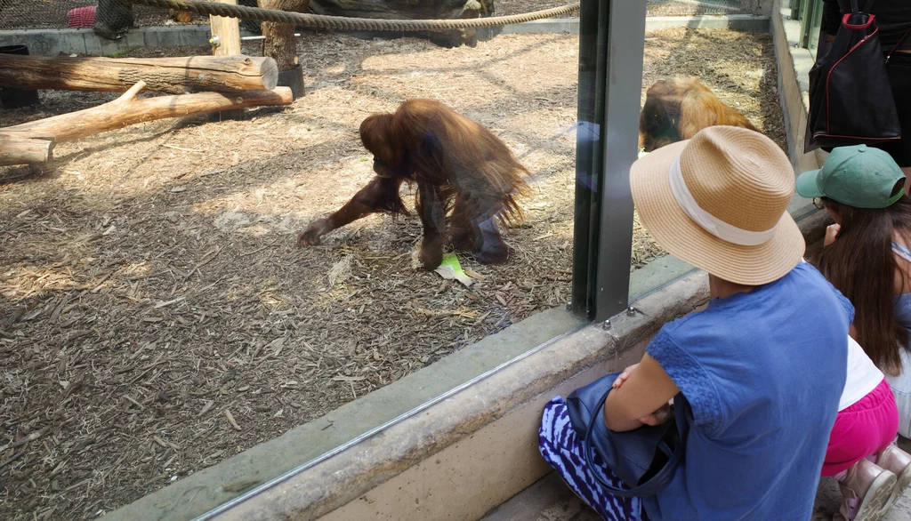 Pracownicy polskich ogrodów zoologicznych alarmują, że zwiedzający nie potrafią się zachować, oglądając zwierzęta Pracownicy polskich ogrodów zoologicznych alarmują, że zwiedzający nie potrafią się zachować, oglądając zwierzęta