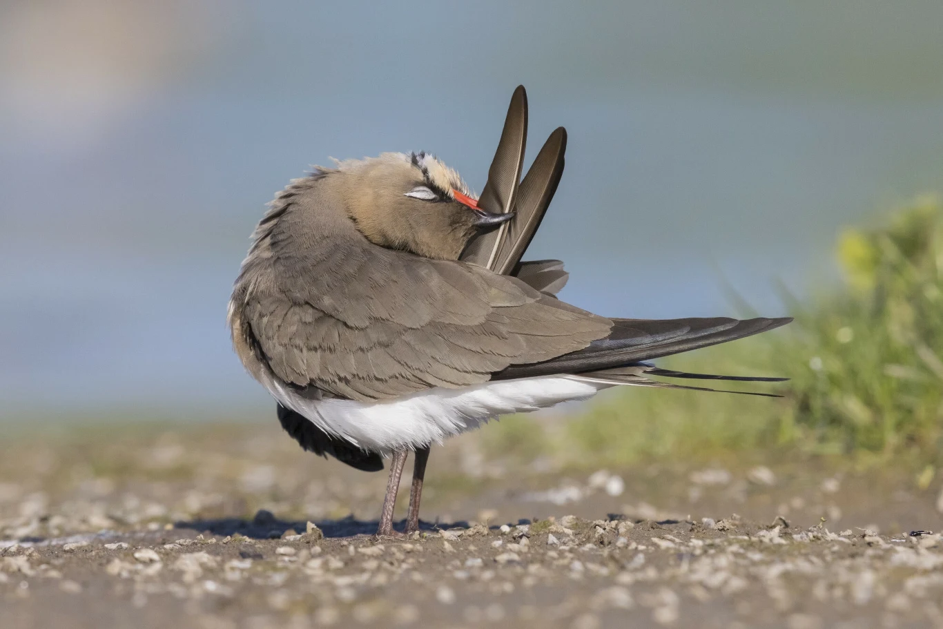 Żwirowiec łąkowy pojawia się w Polsce bardzo rzadko Ptak o brązowym upierzeniu i czerwonym dziobie czyści swoje pióra, stojąc na ziemi przy niskiej trawie na rozmytym tle.